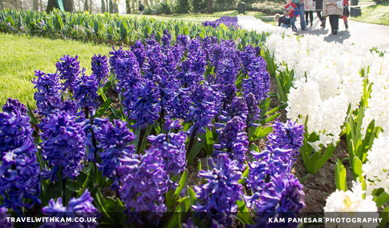 Kuekonhof Flowers